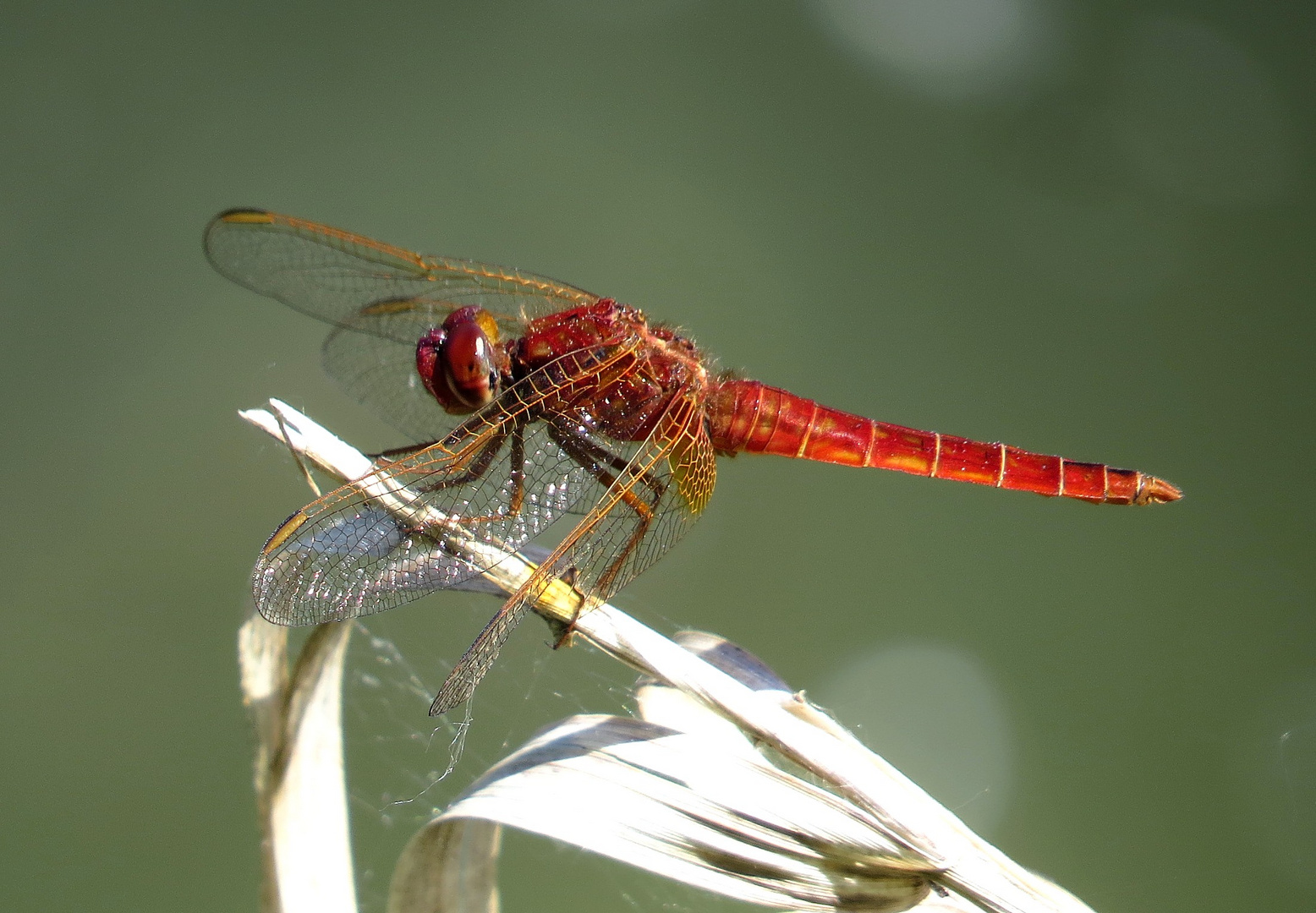 Feuerlibelle (Crocothemis erythraea), Männchen