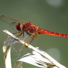 Feuerlibelle (Crocothemis erythraea), Männchen