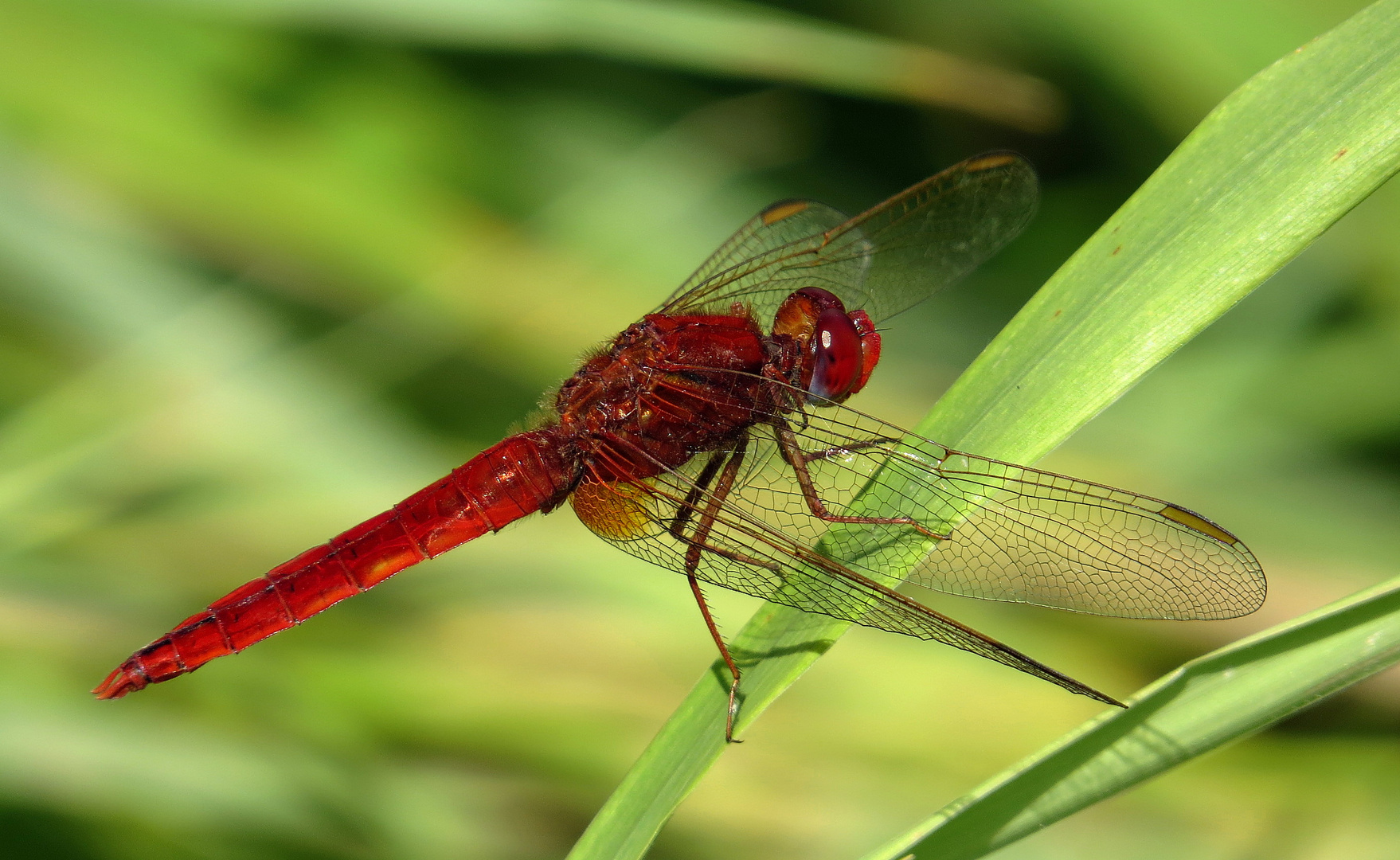 Feuerlibelle (Crocothemis erythraea), Männchen