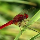 Feuerlibelle (Crocothemis erythraea), Männchen