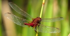 Feuerlibelle (Crocothemis erythraea), Männchen