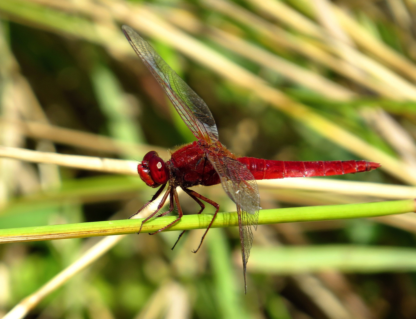 Feuerlibelle (Crocothemis erythraea), Männchen