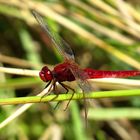 Feuerlibelle (Crocothemis erythraea), Männchen