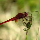 Feuerlibelle (Crocothemis erythraea), Männchen