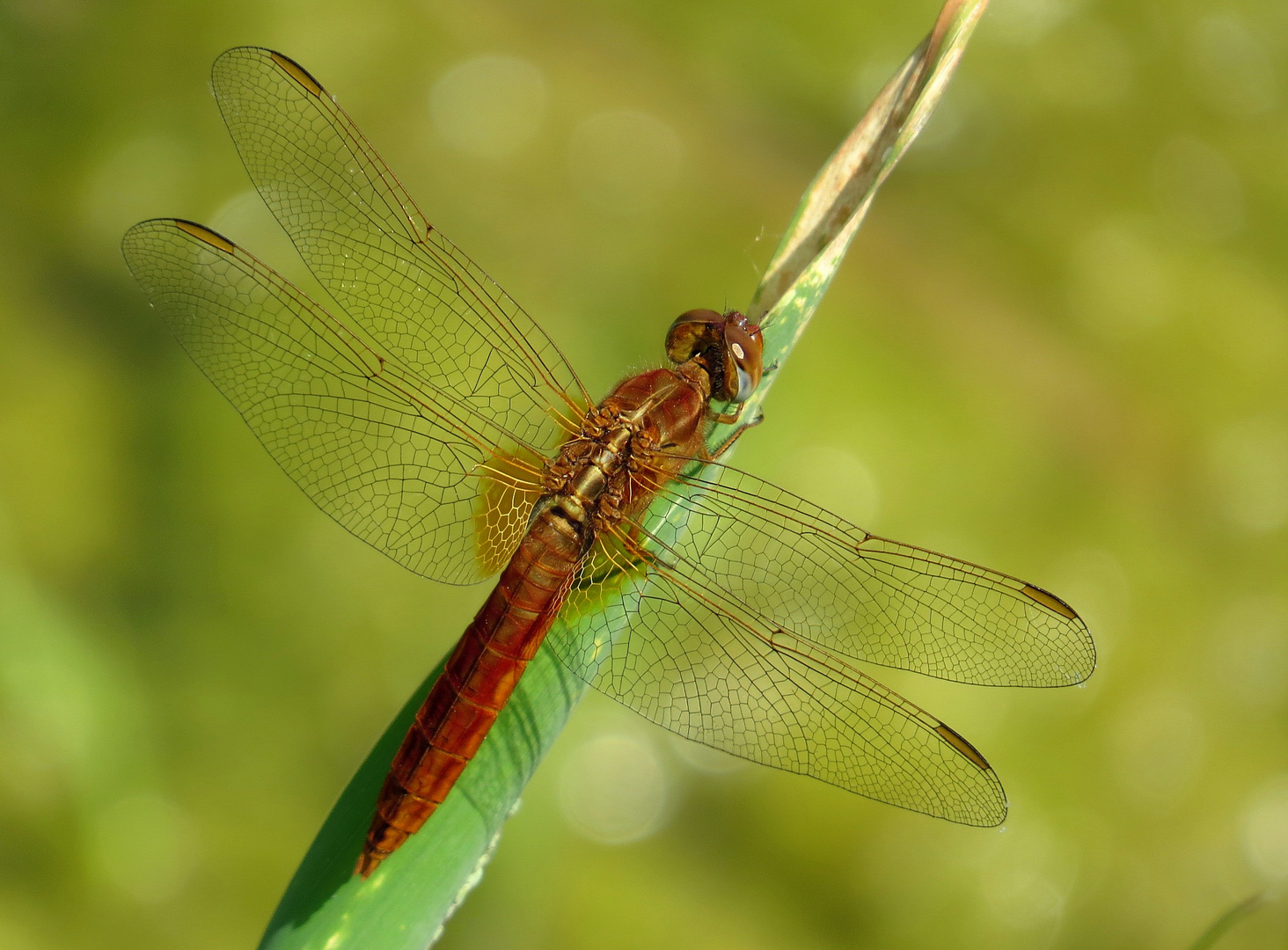 Feuerlibelle (Crocothemis erythraea), Männchen