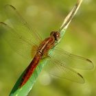 Feuerlibelle (Crocothemis erythraea), Männchen