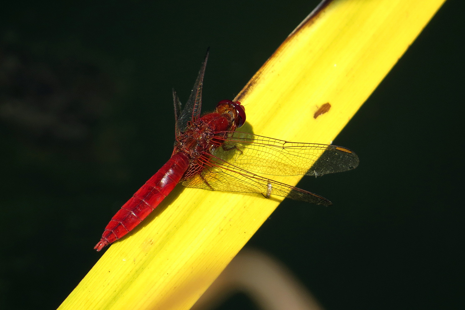 Feuerlibelle (Crocothemis erythraea), Männchen