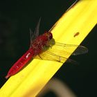 Feuerlibelle (Crocothemis erythraea), Männchen