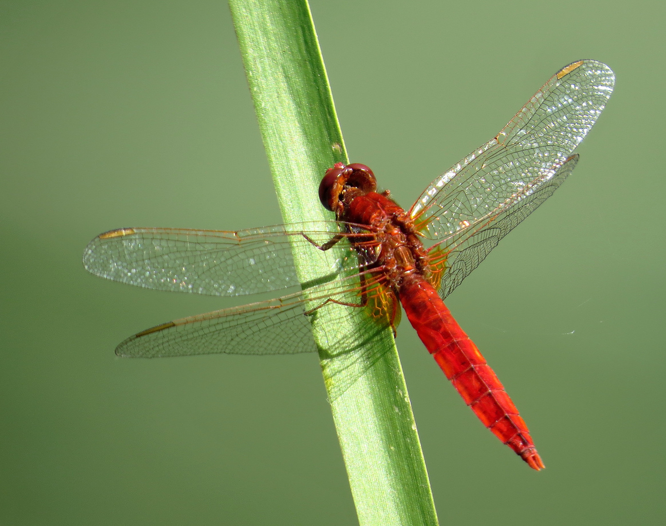 Feuerlibelle (Crocothemis erythraea), Männchen