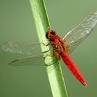 Feuerlibelle (Crocothemis erythraea), Männchen