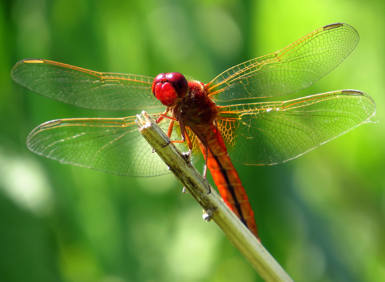 Feuerlibelle (Crocothemis erythraea), Männchen