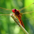 Feuerlibelle (Crocothemis erythraea), Männchen