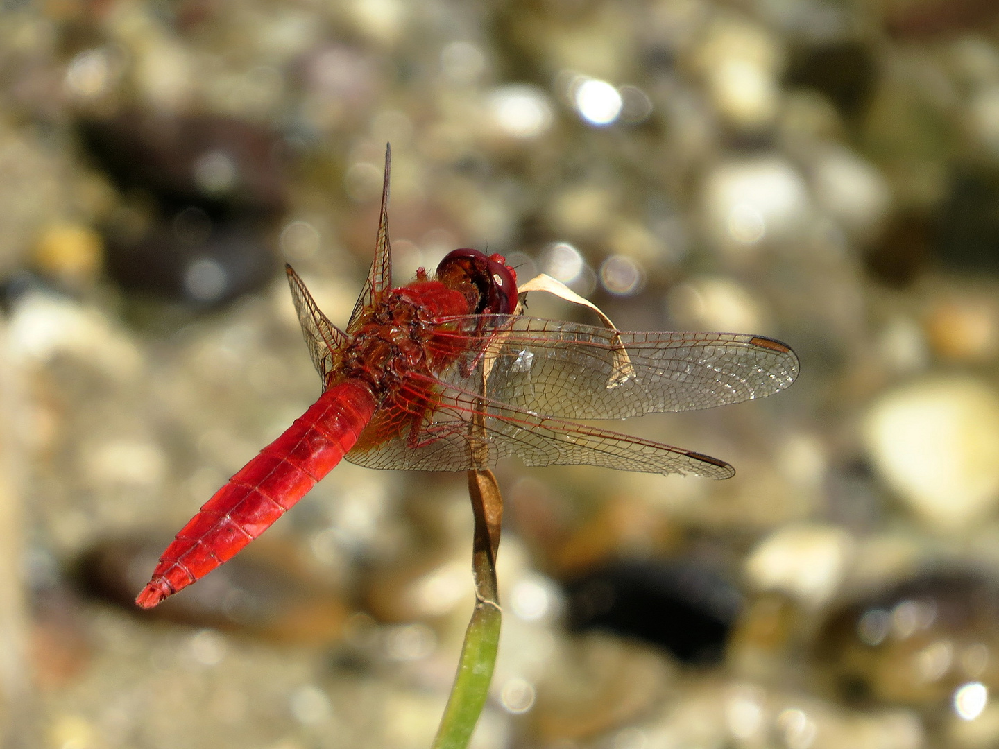 Feuerlibelle (Crocothemis erythraea), Männchen