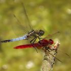 Feuerlibelle (Crocothemis erythraea), Männchen 