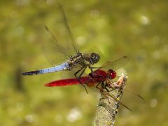 Feuerlibelle (Crocothemis erythraea), Männchen 