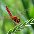 Feuerlibelle (Crocothemis erythraea), Männchen