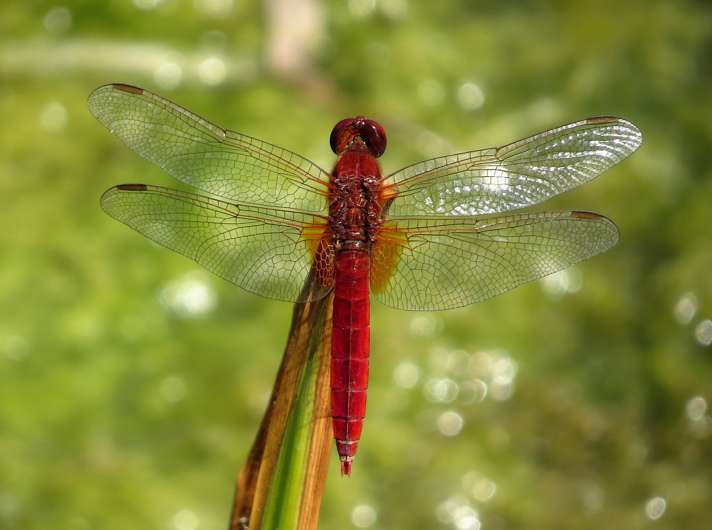 Feuerlibelle (Crocothemis erythraea), Männchen