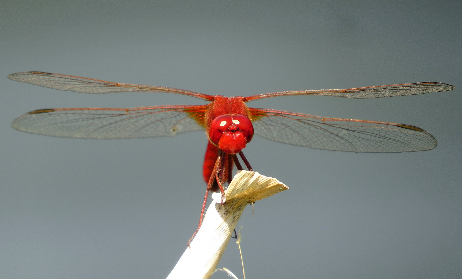 Feuerlibelle (Crocothemis erythraea), Männchen