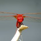 Feuerlibelle (Crocothemis erythraea), Männchen