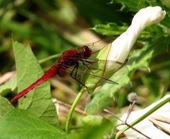 Feuerlibelle (Crocothemis erythraea), Männchen