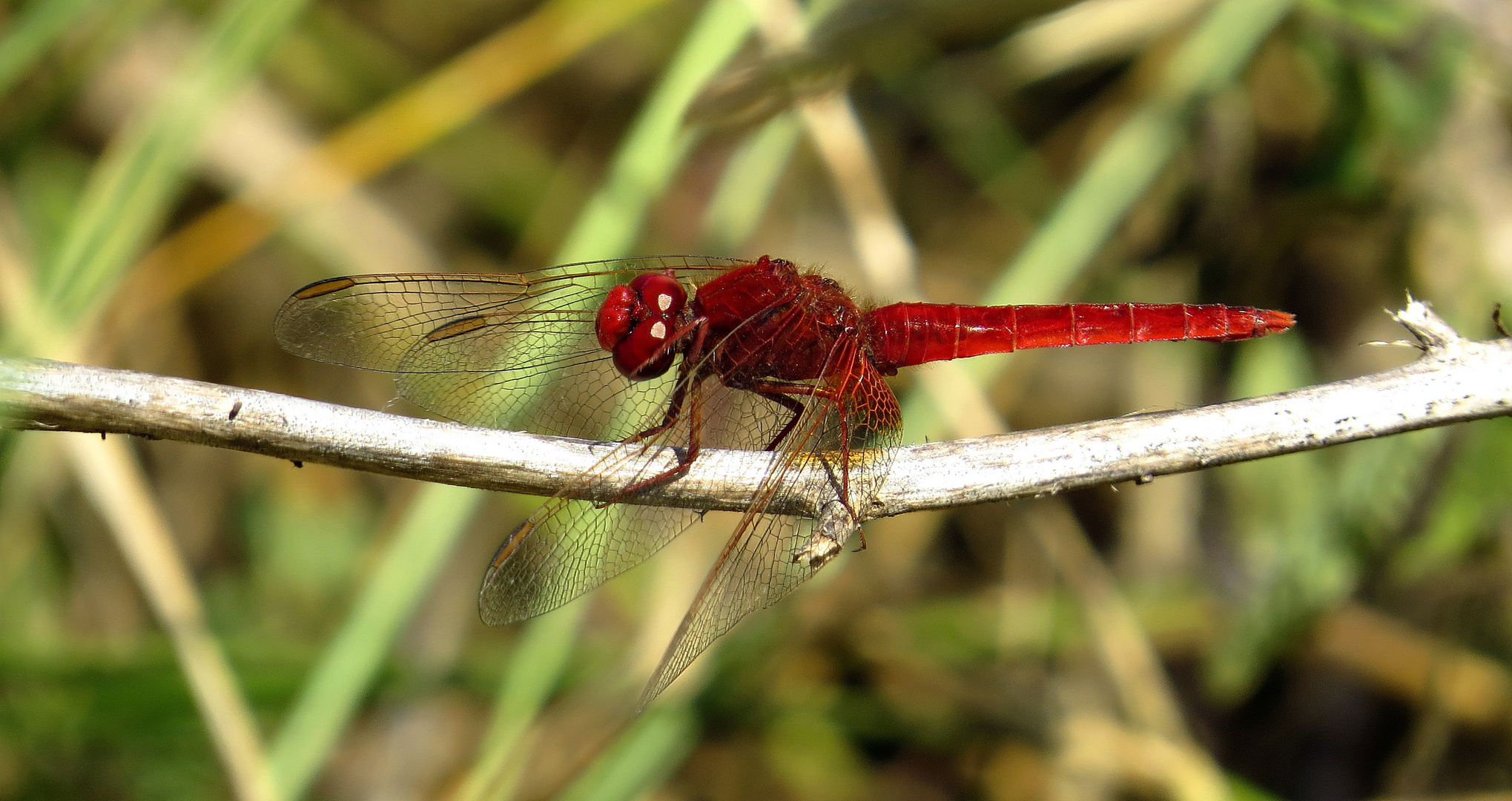 Feuerlibelle (Crocothemis erythraea), Männchen