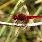 Feuerlibelle (Crocothemis erythraea), Männchen