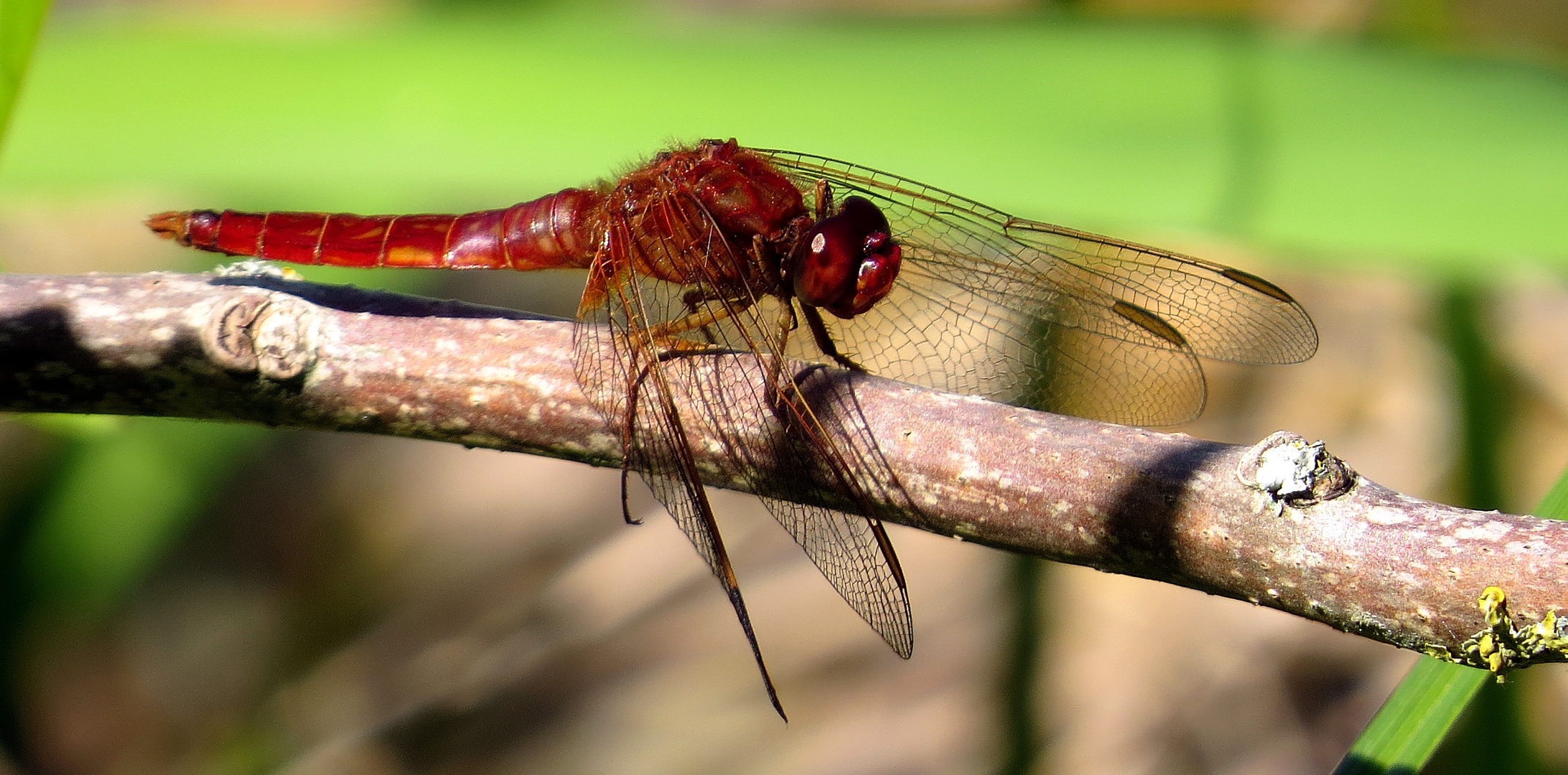 Feuerlibelle (Crocothemis erythraea), Männchen