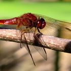 Feuerlibelle (Crocothemis erythraea), Männchen