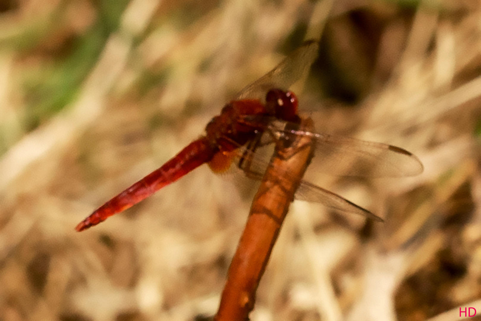 Feuerlibelle (Crocothemis erythraea) Männchen 