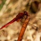 Feuerlibelle (Crocothemis erythraea) Männchen 