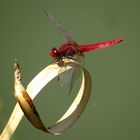 Feuerlibelle (Crocothemis erythraea), Männchen