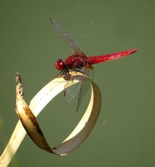 Feuerlibelle (Crocothemis erythraea), Männchen