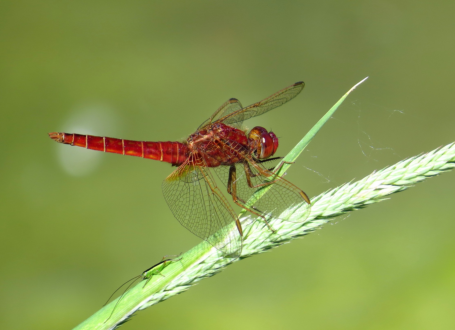 Feuerlibelle (Crocothemis erythraea), Männchen