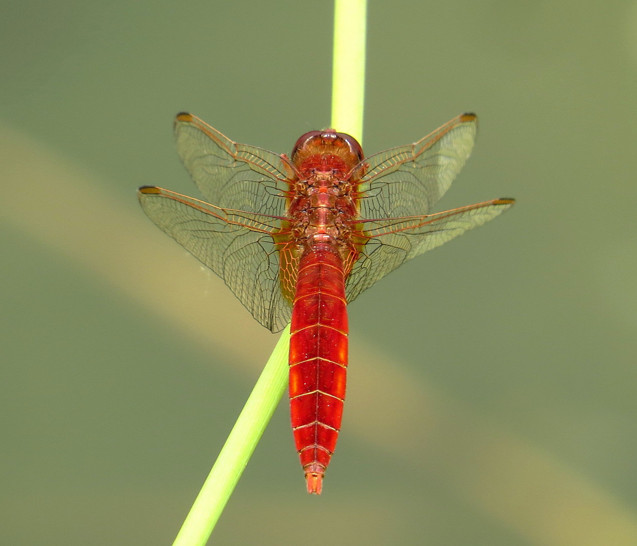 Feuerlibelle (Crocothemis erythraea), Männchen 