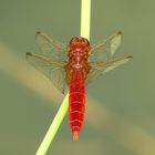 Feuerlibelle (Crocothemis erythraea), Männchen 