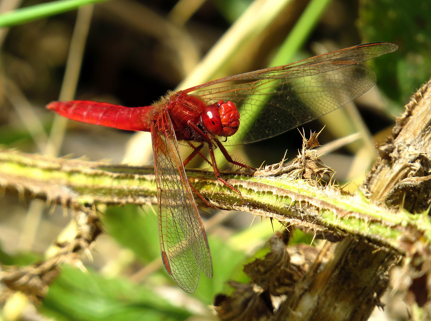 Feuerlibelle (Crocothemis erythraea), Männchen