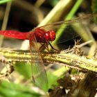 Feuerlibelle (Crocothemis erythraea), Männchen