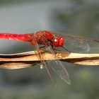 Feuerlibelle (Crocothemis erythraea), Männchen