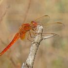 Feuerlibelle (Crocothemis erythraea), Männchen