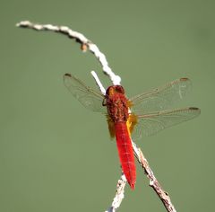 Feuerlibelle (Crocothemis erythraea), Männchen