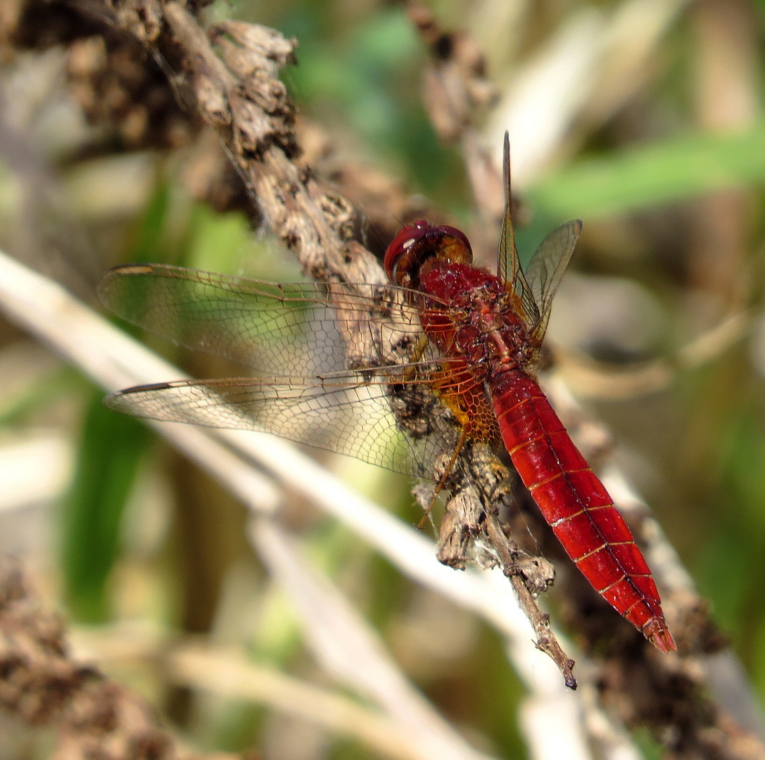 Feuerlibelle (Crocothemis erythraea), Männchen