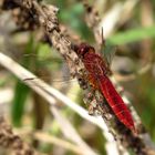 Feuerlibelle (Crocothemis erythraea), Männchen