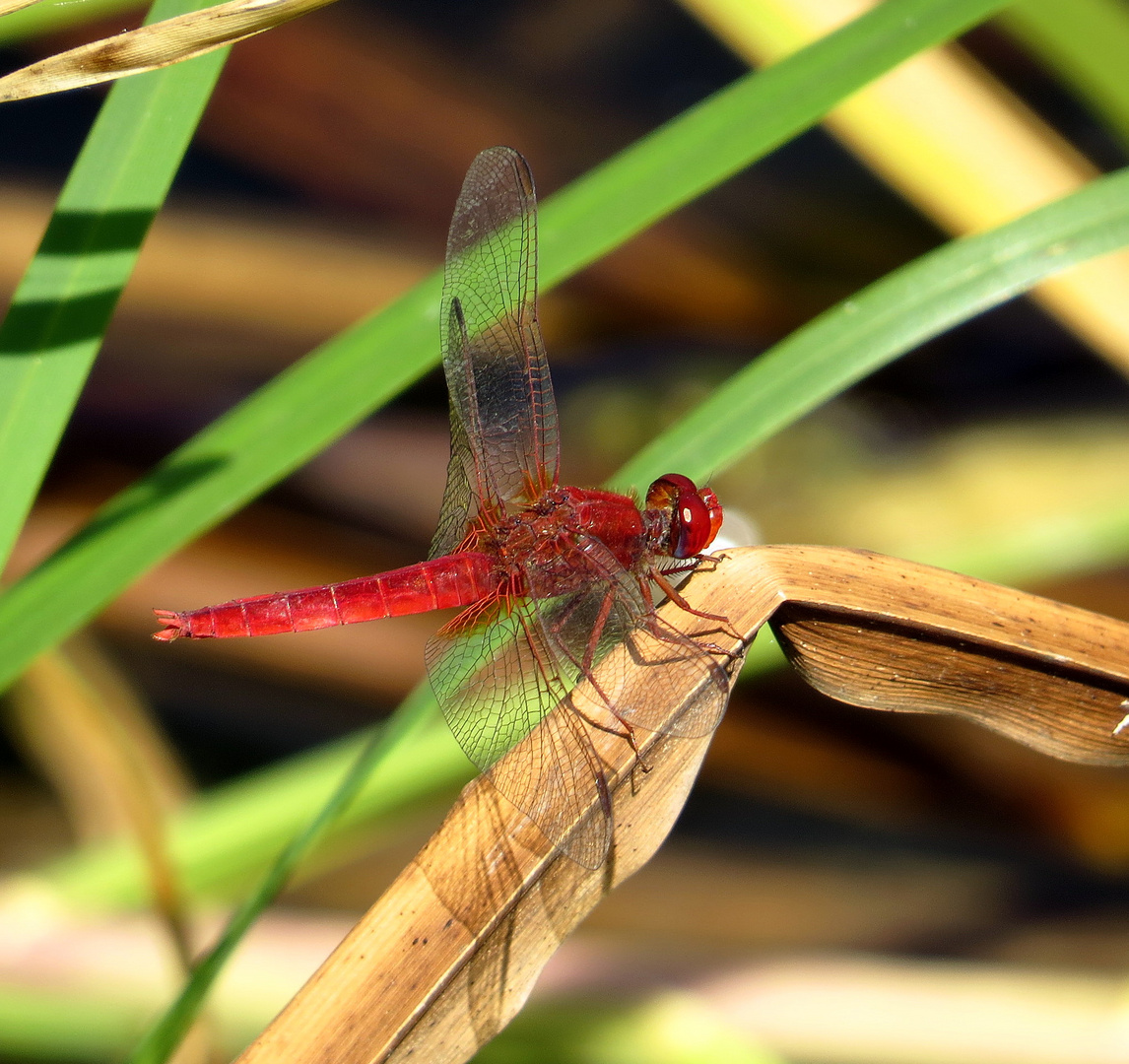 Feuerlibelle (Crocothemis erythraea), Männchen