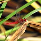 Feuerlibelle (Crocothemis erythraea), Männchen