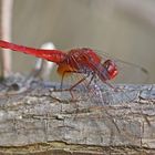 Feuerlibelle (Crocothemis erythraea), Männchen