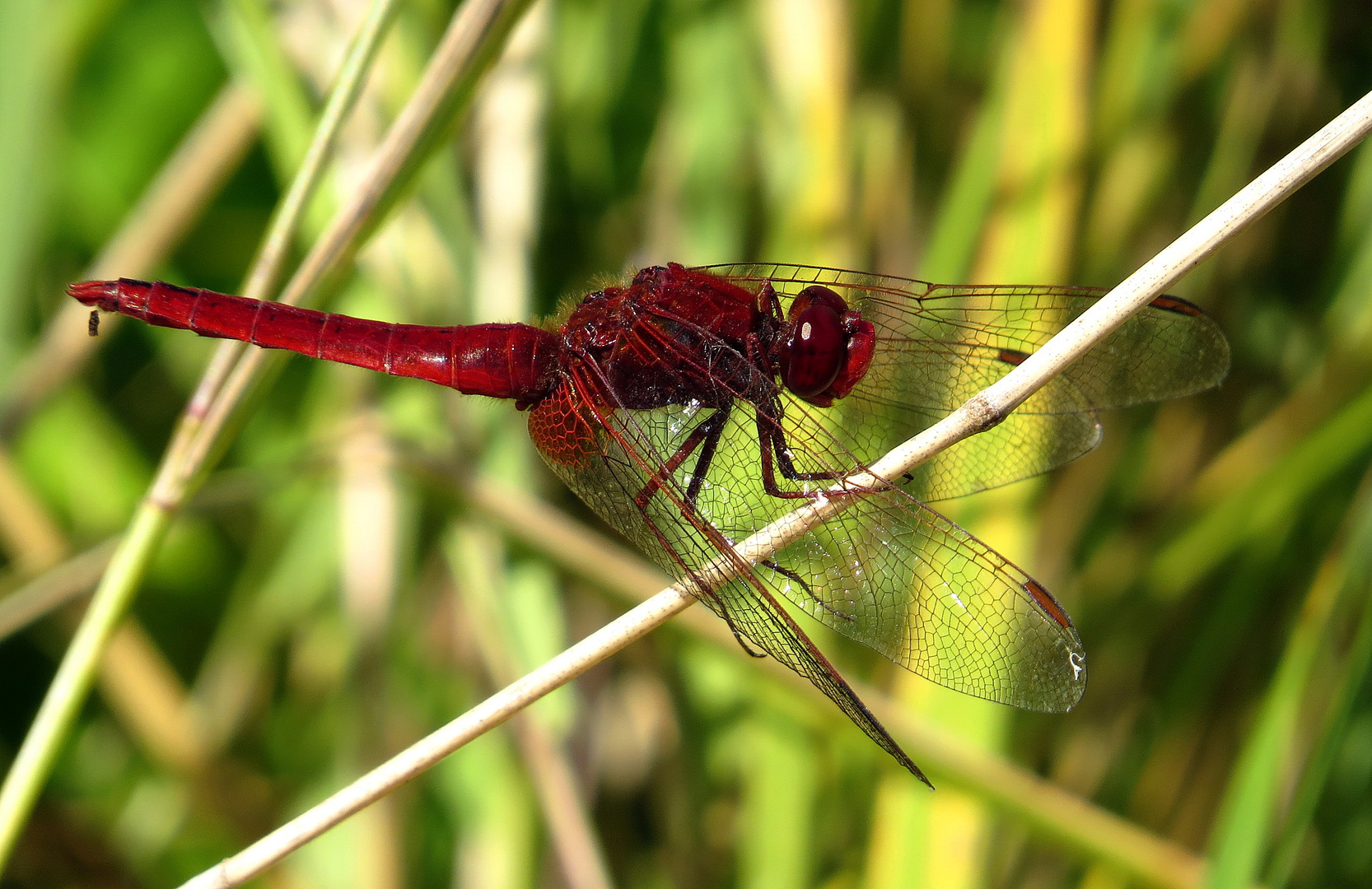 Feuerlibelle (Crocothemis erythraea), Männchen