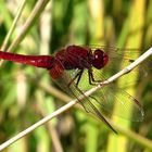 Feuerlibelle (Crocothemis erythraea), Männchen