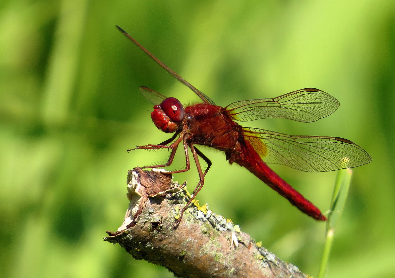 Feuerlibelle (Crocothemis erythraea), Männchen