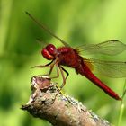 Feuerlibelle (Crocothemis erythraea), Männchen