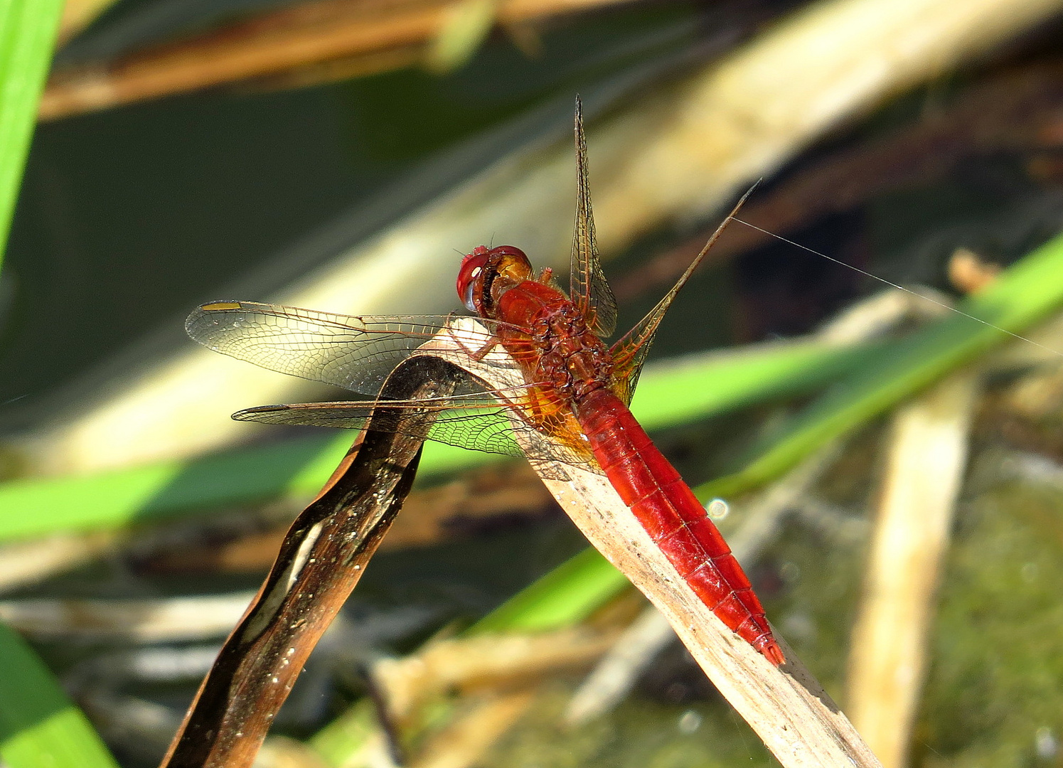 Feuerlibelle (Crocothemis erythraea), Männchen